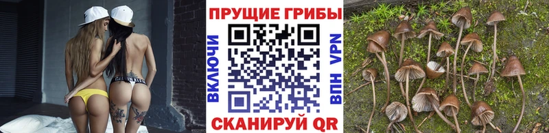 Псилоцибиновые грибы Magic Shrooms  kraken ТОР  Дорогобуж 